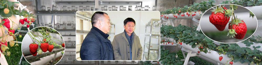 英国上市365——草莓基地